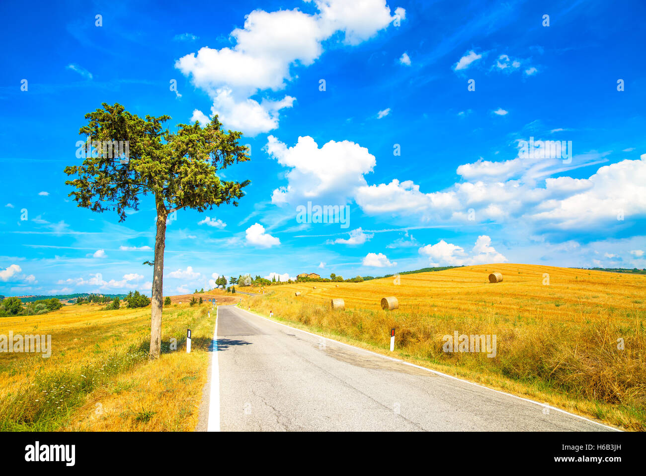 La toscane, lonely tree et droit chemin de campagne. Sienne, Val d Orcia, l'Italie, l'Europe. Banque D'Images