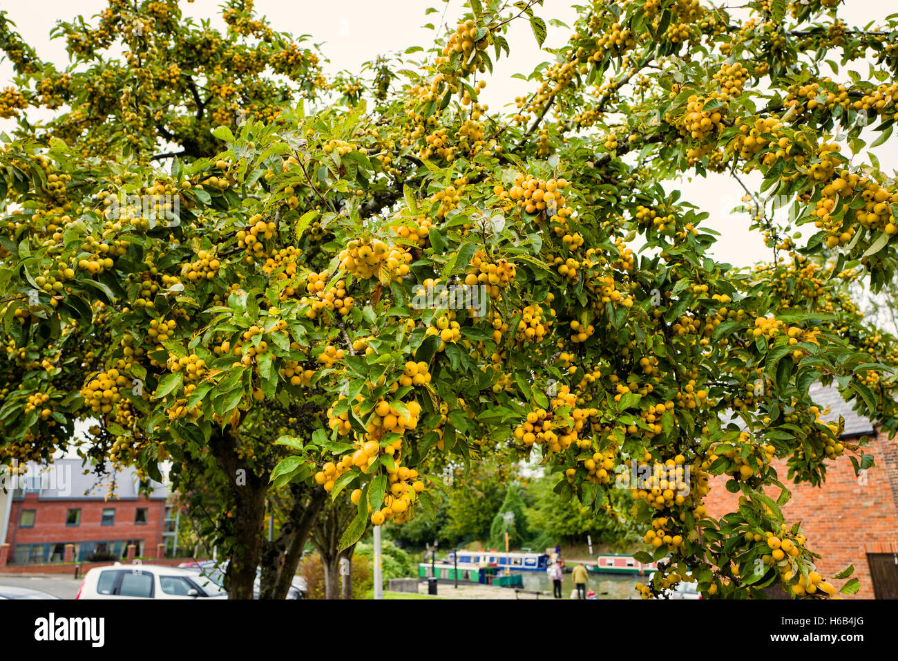 Fruits jaune doré sur un crabe ornemental pommier-vedette dans un paysage urbain jardin Banque D'Images