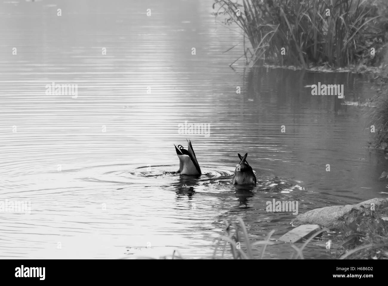 Pont sur la rivière Drava avec une fontaine Banque D'Images