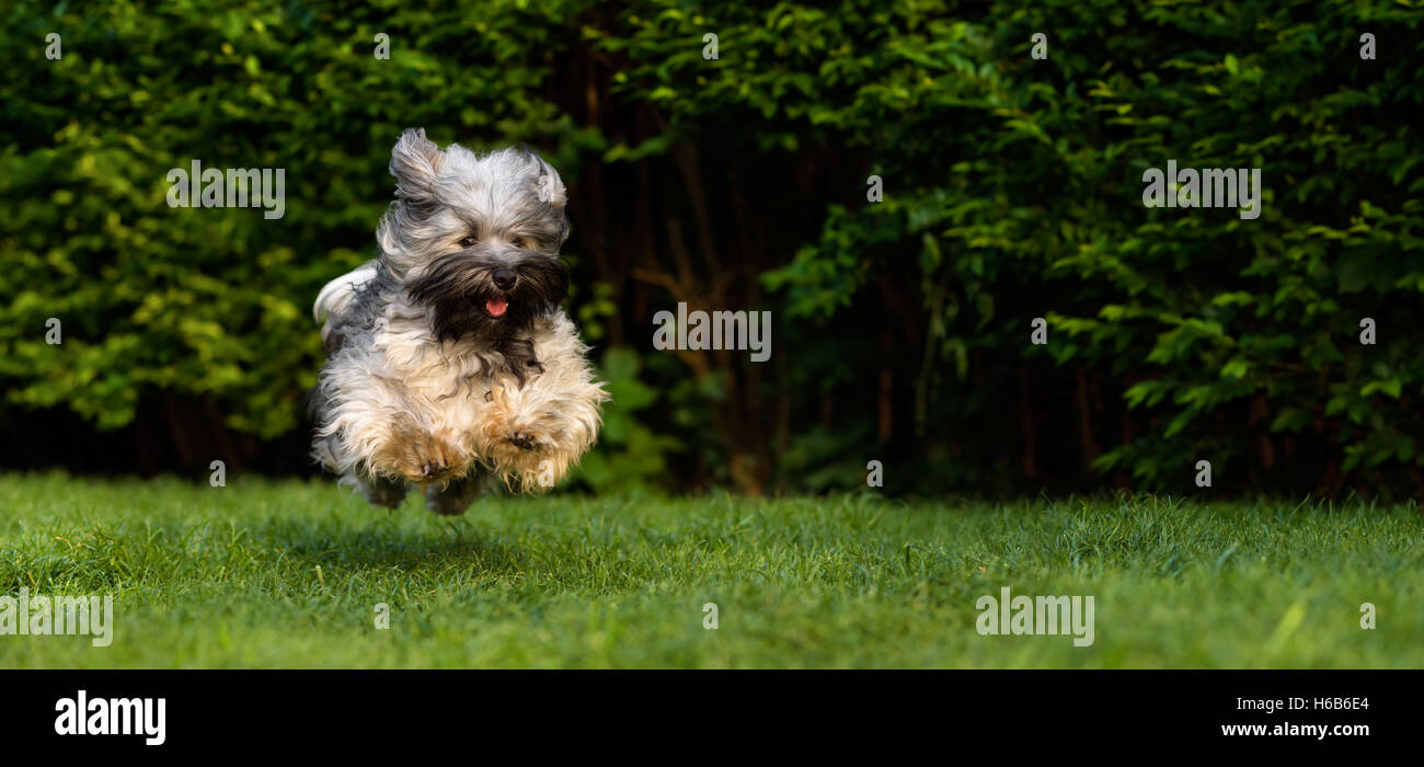 Bichon havanais chien est heureux courir vite et sauter vers la caméra dans l'herbe Banque D'Images