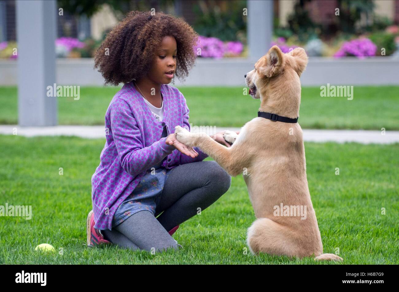 QUVENZHANE WALLIS ANNIE (2014) Banque D'Images