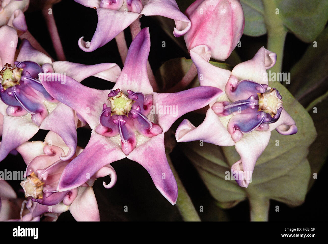 Fleur de la couronne, akund. calotropis gigantea famille : asclepiadaceae asclépiade. famille Lavande fleurs cireuses. une plante à sève laiteuse toxique. Banque D'Images