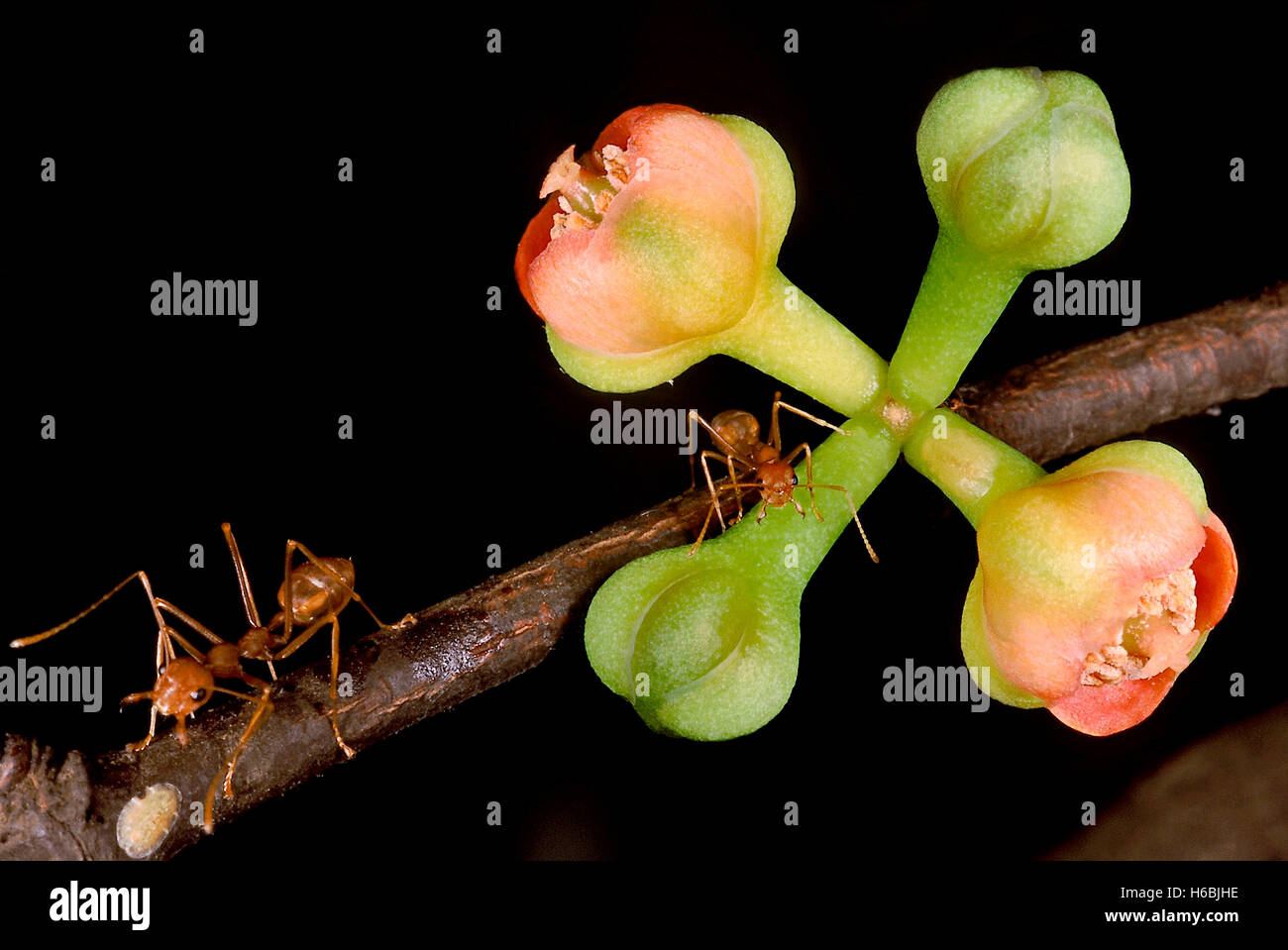 Garcinia indica. famille : clusiaceae. les fleurs de l'arbre 'kokam' conifère élégant. Banque D'Images