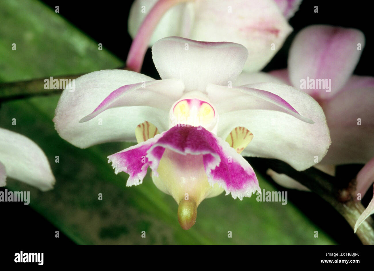 Aerides crispum. Une orchidée épiphyte à fleurs odorantes trouvent dans les Ghâts occidentaux. Banque D'Images