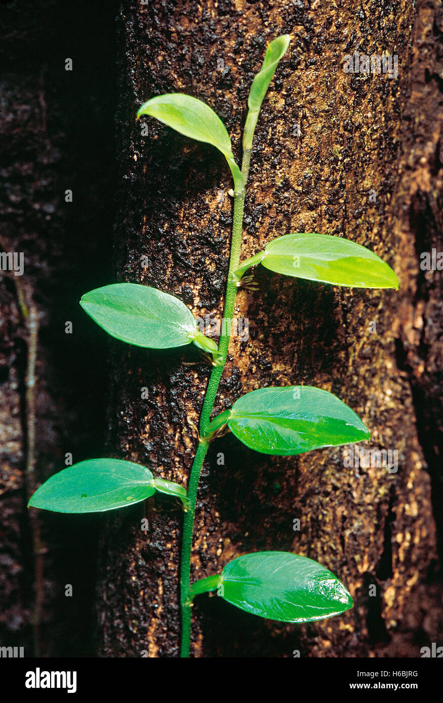 Scandens pothos. famille : araceae. un grimpeur qui s'accroche aux troncs d'arbres avec racines minuscules. Banque D'Images