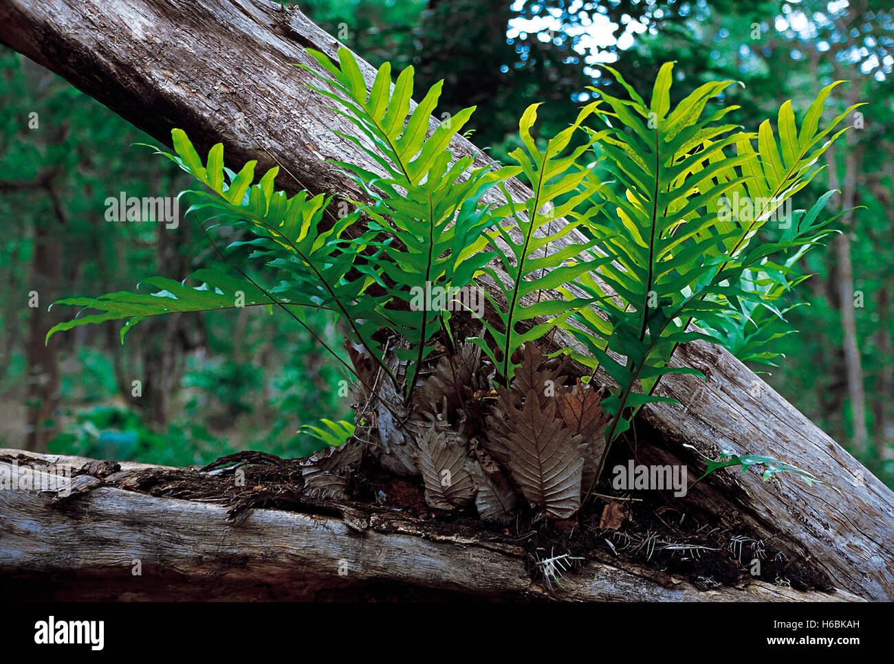 Drynaria quercifolia. Une fougère épiphyte avec beau feuillage. Ce fern a deux sortes de feuilles - feuilles vertes en haut et Banque D'Images