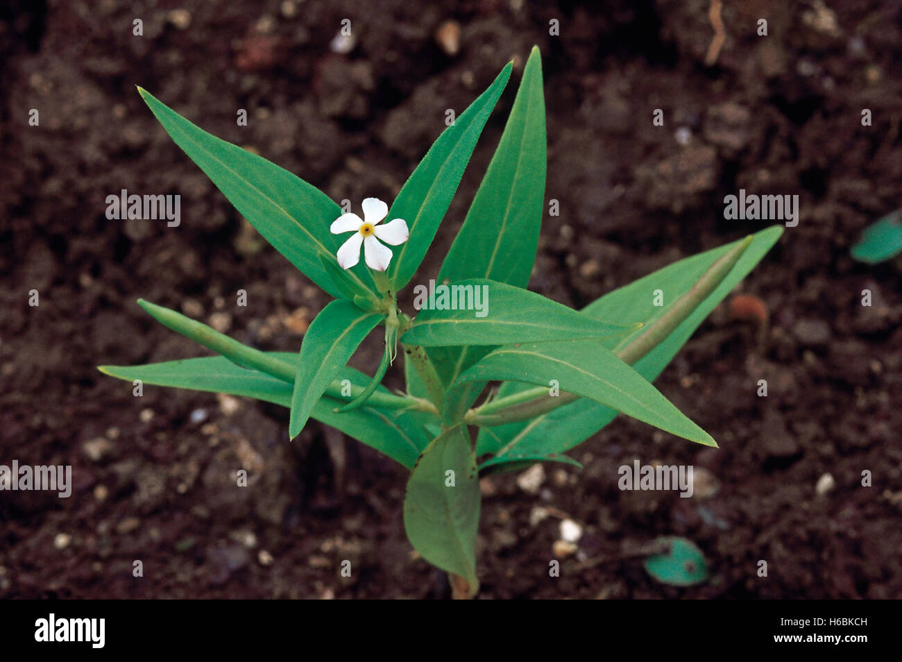 Lochnera pusilla. famille : apocyanaceae. Une petite herbe qui ressemble à une version miniature de Vinca rosea avec des fleurs blanches. Banque D'Images