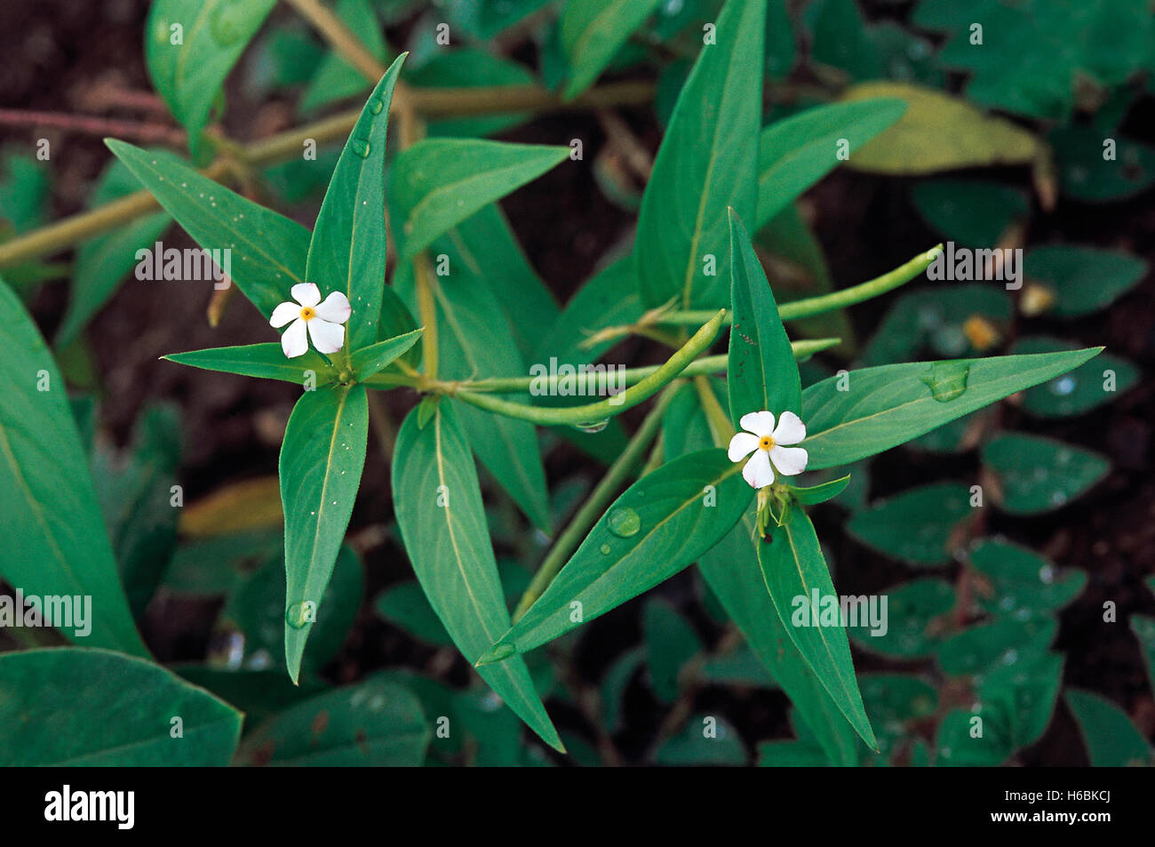 Lochnera pusilla. famille : apocyanaceae. Une petite herbe qui ressemble à une version miniature de Vinca rosea avec des fleurs blanches. Banque D'Images