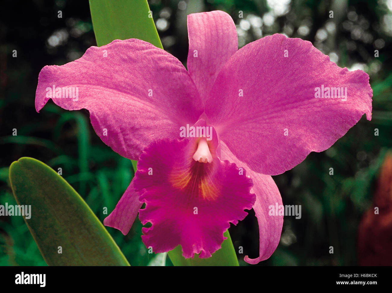 Catteleya sp. Ordre : Orchidaceae. Une orchidée du nouveau monde. Il est largement cultivé pour ses magnifiques fleurs. Banque D'Images
