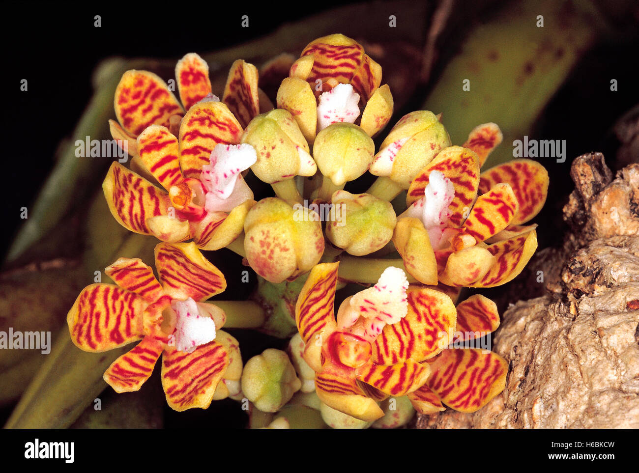 Acampe sp. ordre : orchidaceae. Une orchidée épiphyte. Les fleurs sont petites par rapport à la taille de l'usine. Banque D'Images