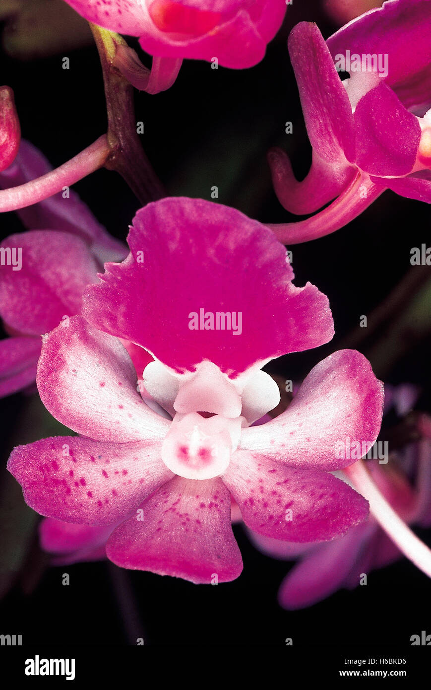 Aerides maculosum. famille : orchidaceae orchidée épiphyte. Une fleurs qui habituellement au début de la mousson Banque D'Images