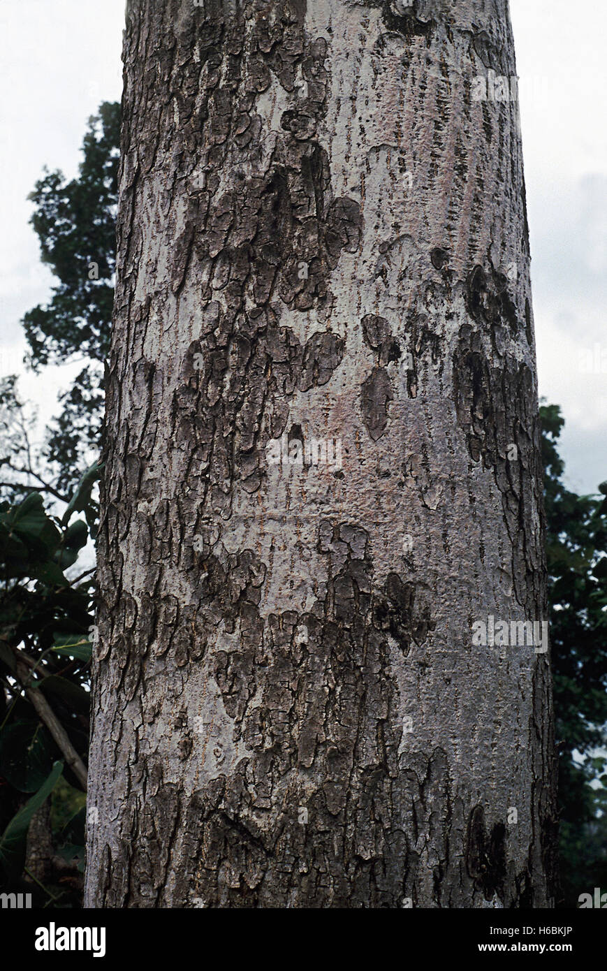L'écorce. Odina Wodier. Famille : Anacardiaceae. Un arbre à feuilles caduques dans les forêts de l'Inde péninsulaire. La gomme est utilisée pour siz Banque D'Images