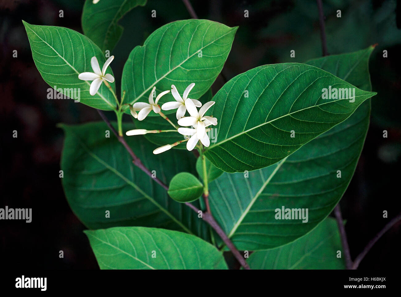 Holarrhena antidysenterica. fleurs. famille : apocyanaceae. un petit arbre qui est très utile à des fins médicinales. Un extrait de la racine Banque D'Images