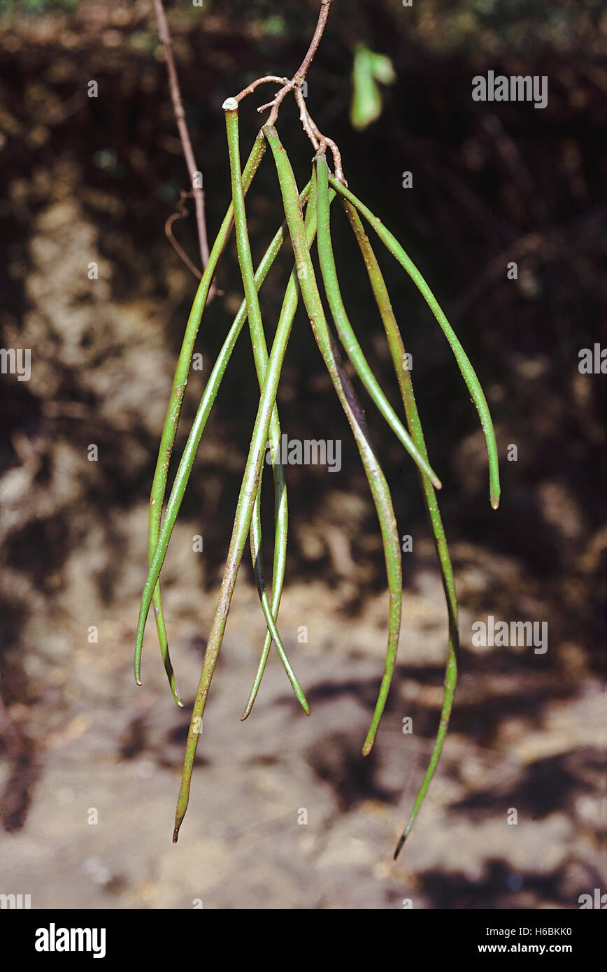 Les fruits immatures. Holarrhena antidysenterica. famille : apocyanaceae. un petit arbre qui est très utile à des fins médicinales. Un extrait de Banque D'Images
