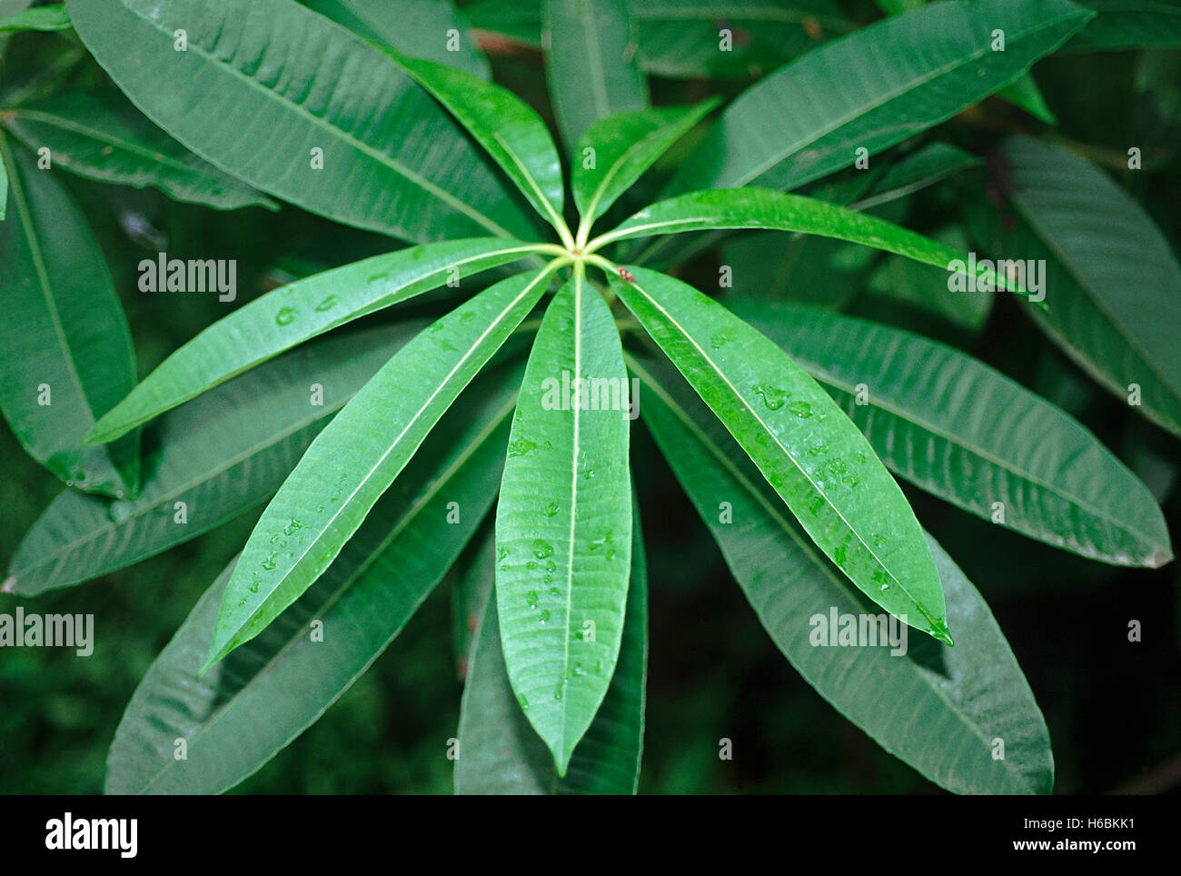 Alstonia. Notre famille : apocyanaceae. l'arbre du diable. un élégant Conifère à feuillage et branches verticillées. accordi Banque D'Images