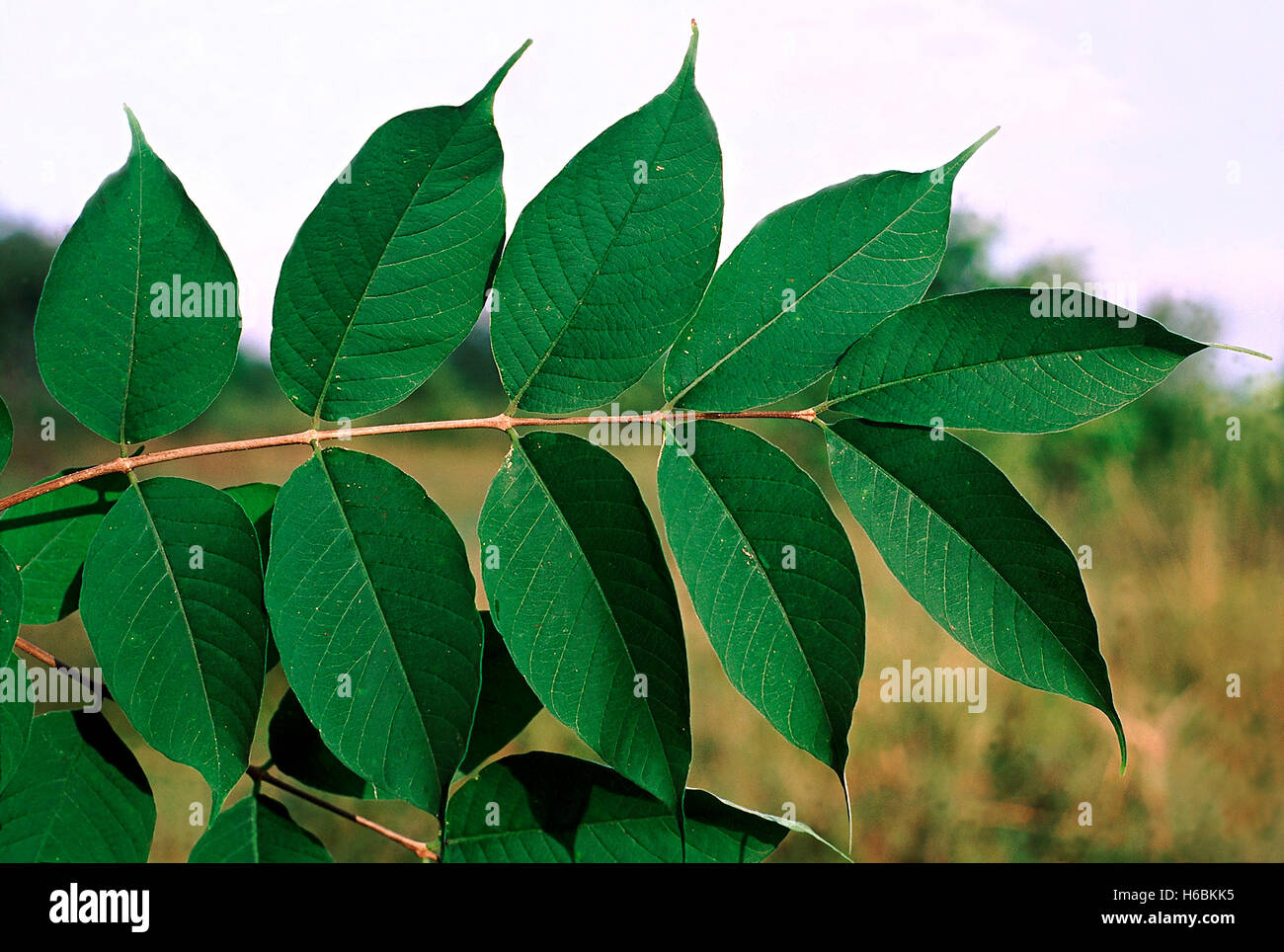 Les feuilles. wrightia arborea. famille : apocyanaceae. un petit arbre à sève laiteuse. Banque D'Images
