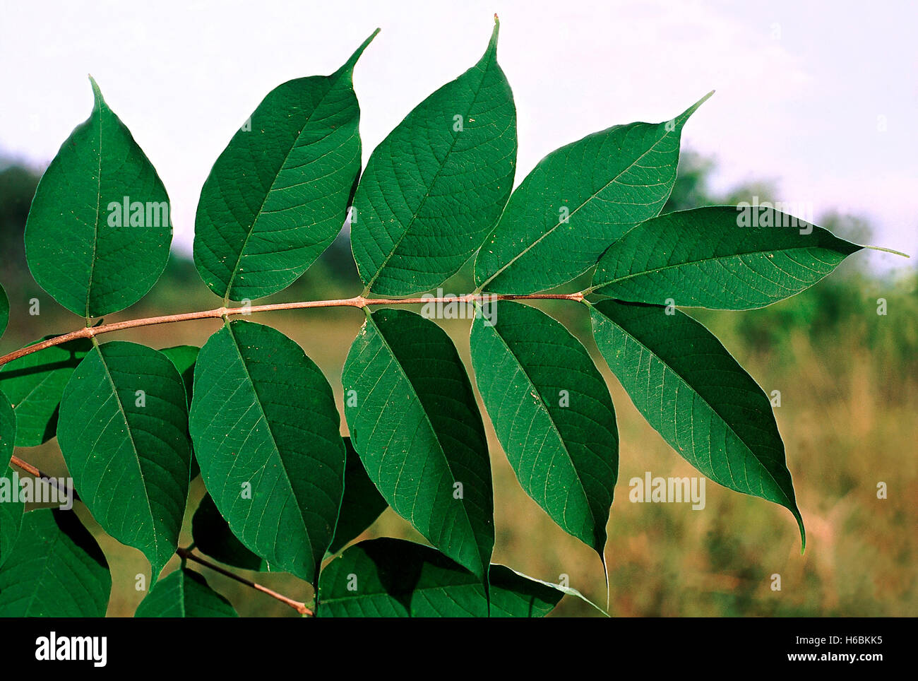 Les feuilles. Wrightia Arborea. Famille : Apocyanaceae. Un petit arbre avec sève laiteuse. Banque D'Images