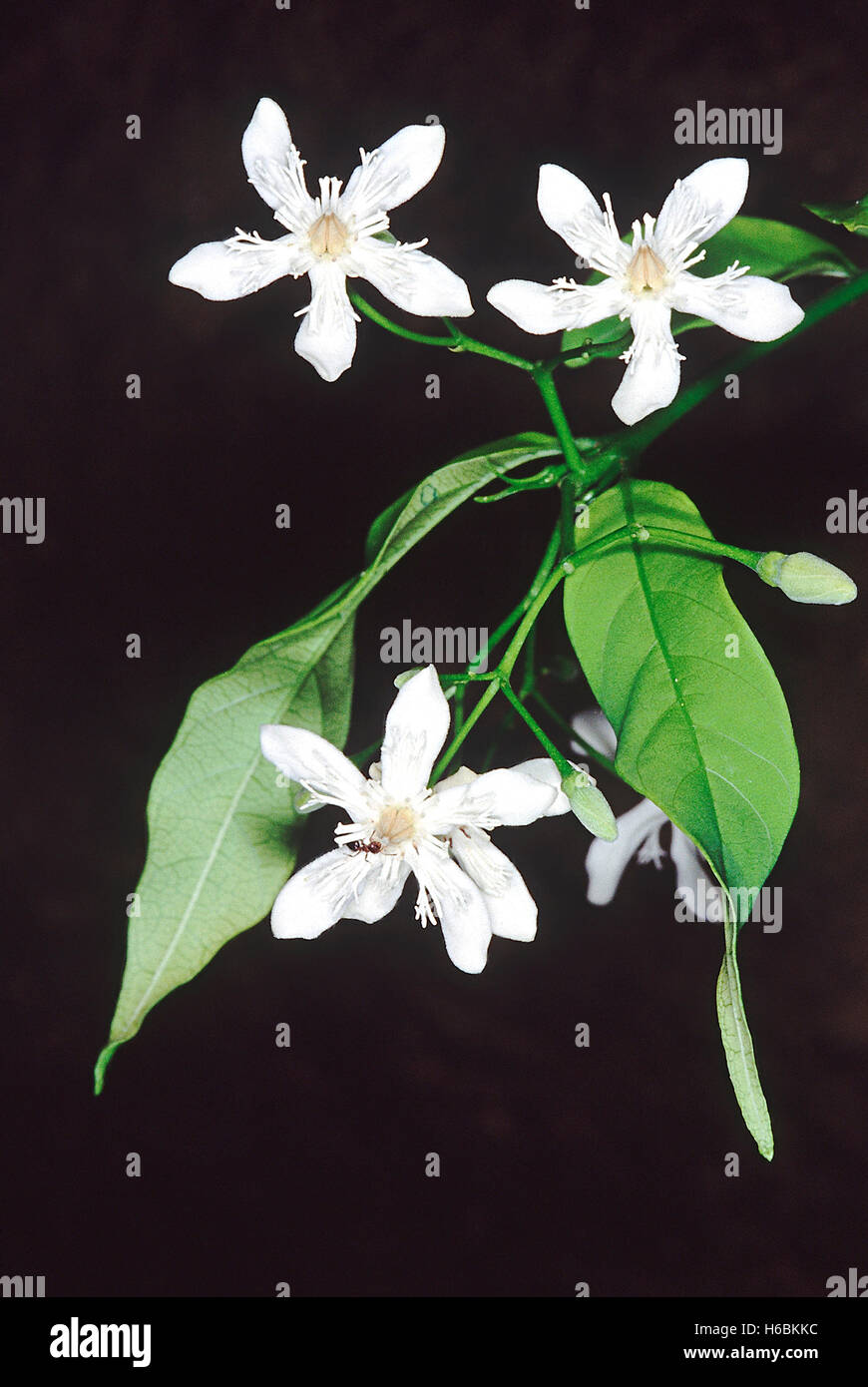 Fleurs. wrightia arborea. famille : apocyanaceae. un petit arbre à sève laiteuse et les feuilles qui permet d'être utilisé comme un substitut fo Banque D'Images