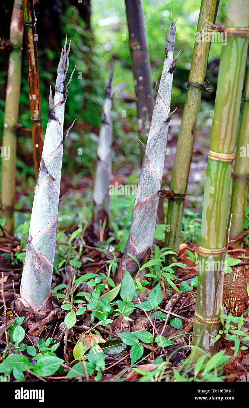 Pousses de bambou. famille : poaceae. Les nouvelles pousses poussent dans la mousson. ces pousses se développent très rapidement, environ 6 pouces en un seul d Banque D'Images