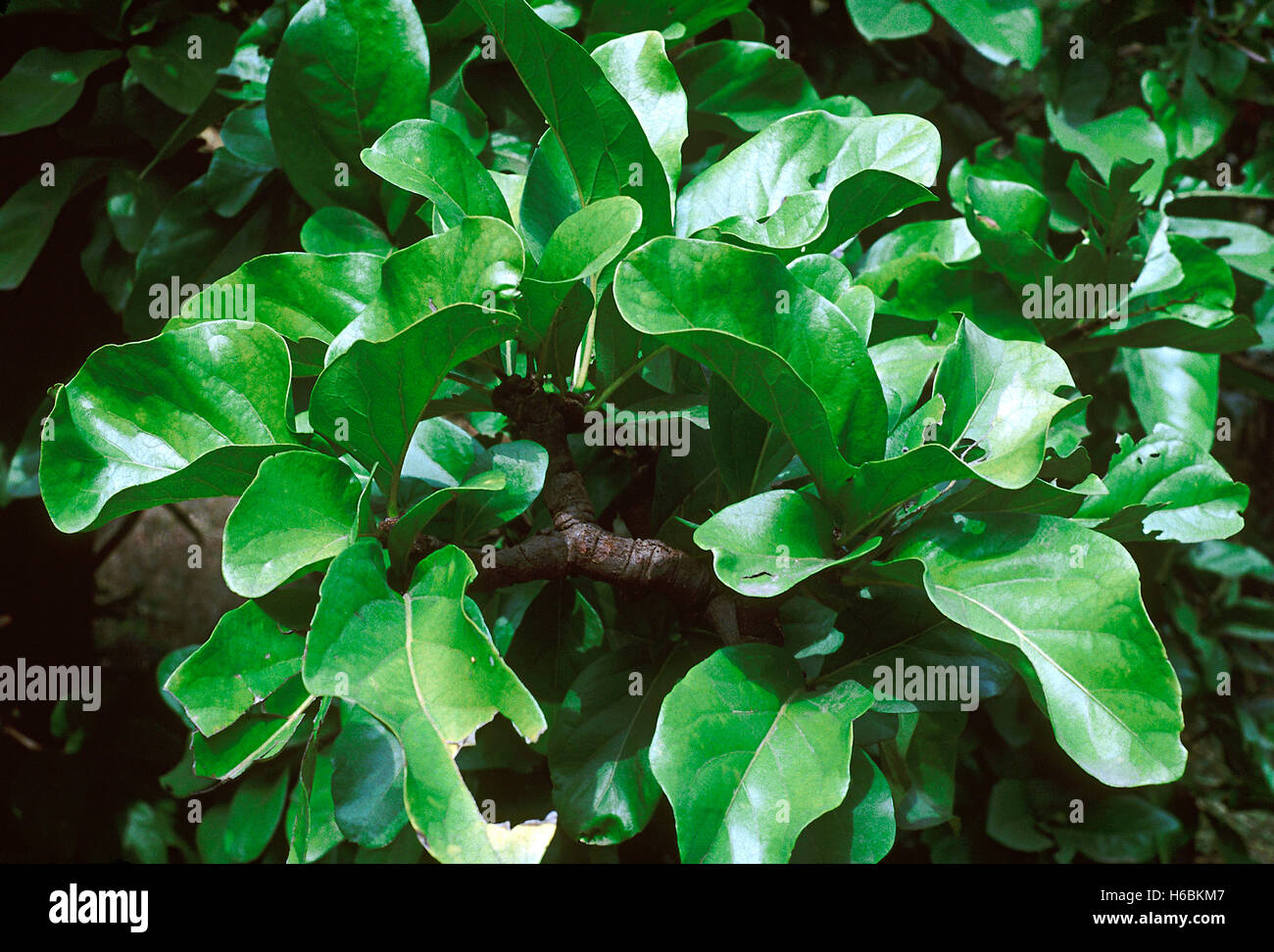 La rouille des feuilles et l'écorce, tamilnadia uliginosa ou divine jasmine.famille : rubiaceae (café) de la famille d'un petit arbre à feuilles caduques avec fruits globuleux. Banque D'Images