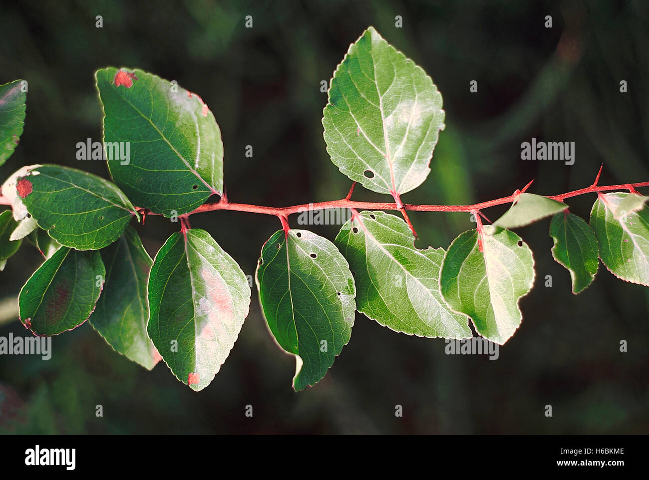Les feuilles. Flacourtia Indica. Famille : Flacourtiaceae. Un petit, épineuse, arbre à feuilles caduques. Le fruit est comestible. Banque D'Images