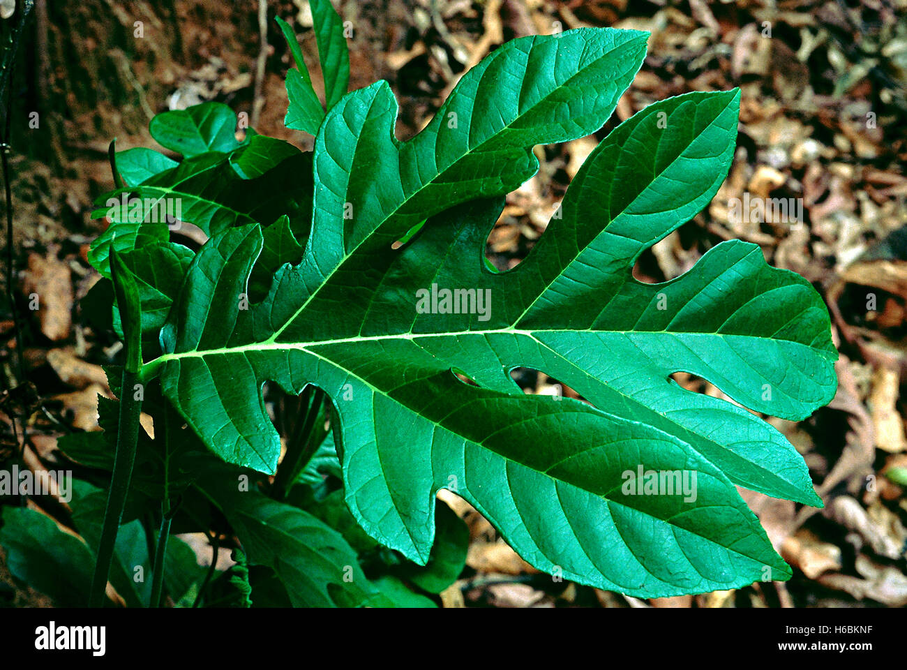 Feuille. Artocarpus sp. Famille : Moraceae. Une sorte de Wild Jack-fruit tree. Les feuilles de l'arbres sont grandes. Le fruit ressemble à Banque D'Images