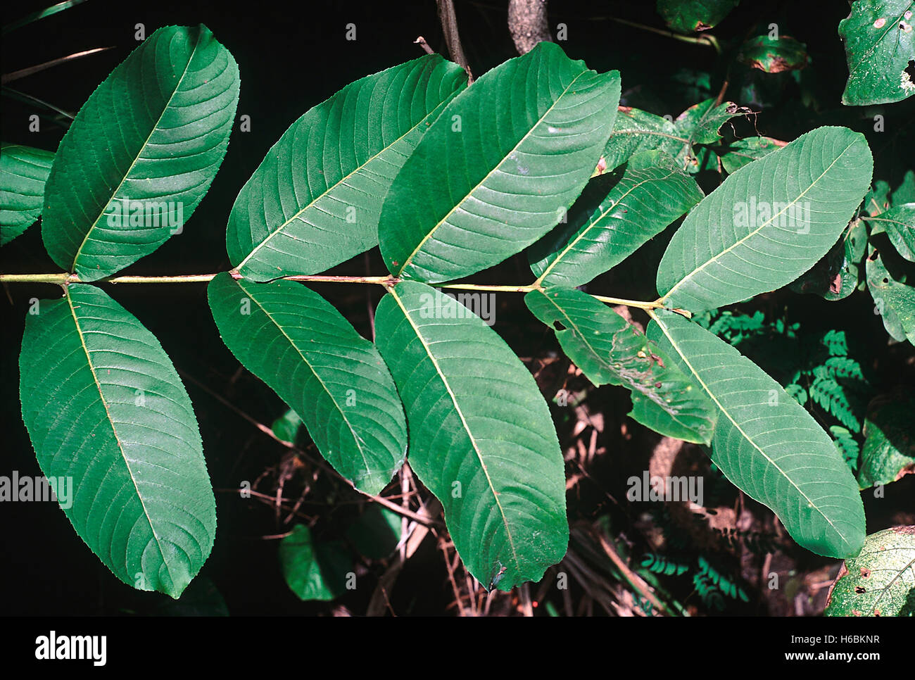 Les feuilles. terminalia alata. famille : combretaceae. ce grand arbre à feuilles caduques est trouvé grandement dans les forêts feuillues de la péninsule Banque D'Images