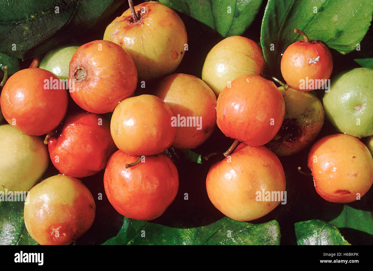 Les fruits. Zizyphus mauritiana. Jujube indien. Famille : Rhamnaceae. Un petit arbre épineux à fruits comestibles. Les branches sont utilisées pour Banque D'Images