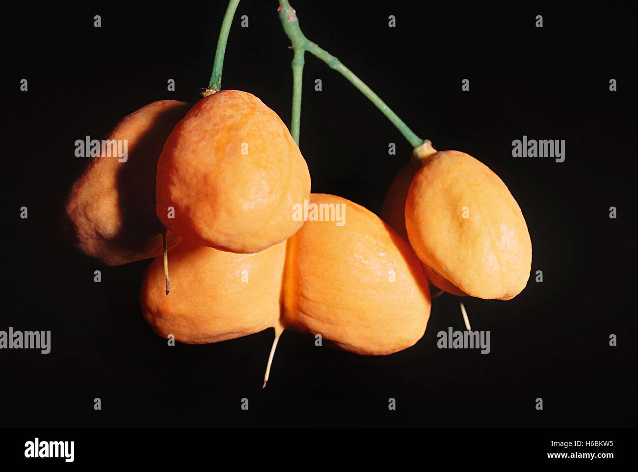 Close up of fruit. Harpullia Arborea. Famille : Sapindaceae. Un petit conifère. Le fruit est comestible mais de couleur vive. Banque D'Images