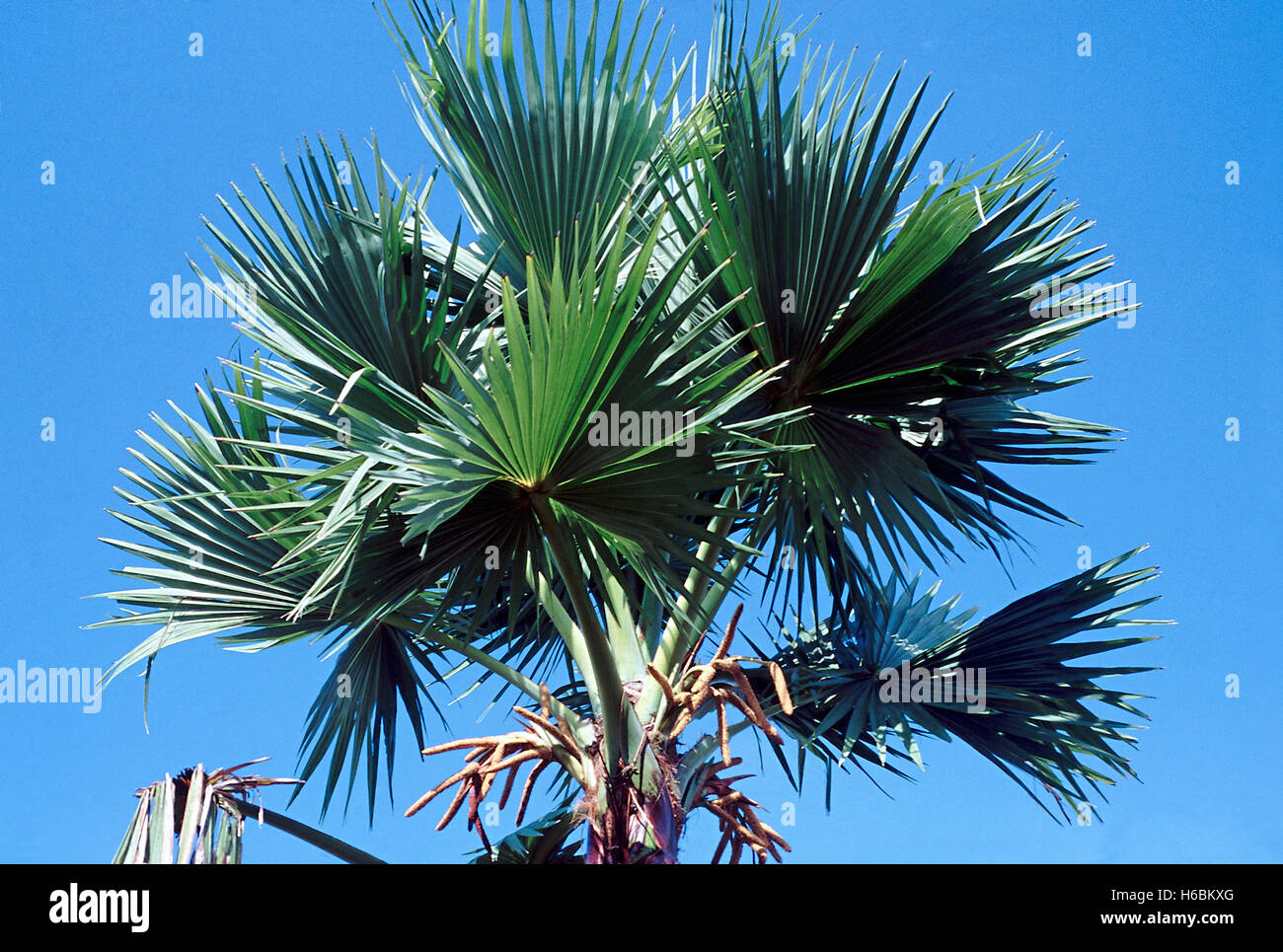 Cron avec des feuilles. Borassus Flabellifer. Palmyra palm. Famille : Arecaceae. Un homme grand, à croissance lente, longue, c'est palm leaf-ventilateur. La pa Banque D'Images