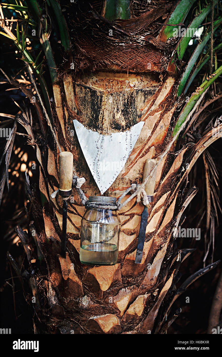 Tapping pour sap. phoenix sylvestris. wild date palm. famille : arecaceae. Un grand palm avec colonne vertébrale et dépliants Banque D'Images