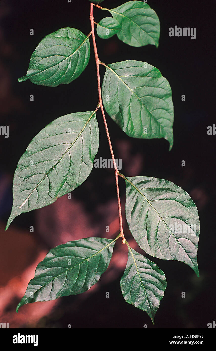 Les feuilles. turraea villosa. famille : meliaceae. un gros arbuste avec de belles fleurs blanches. Banque D'Images