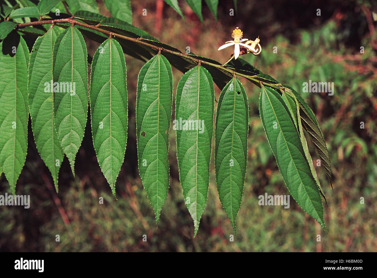 Fleurs. grewia sp. famille : tiliaceae. un petit arbre à feuilles caduques dans les forêts de feuillus humides des Ghâts occidentaux (Inde). Banque D'Images