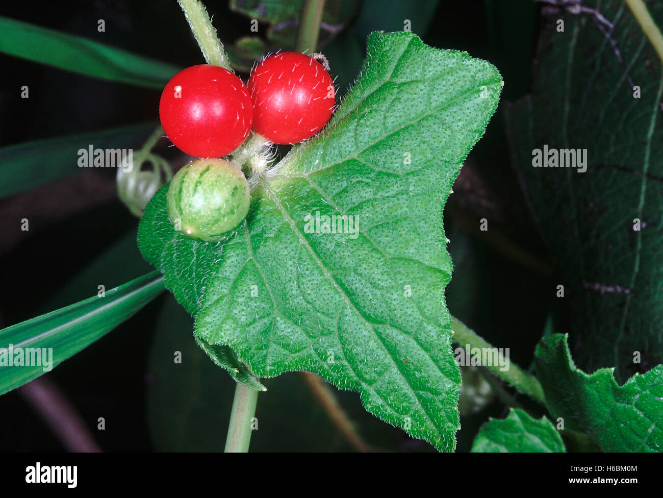 Close up of fruit mûr. famille : cucurbitaceae. une plante herbacée grimpant. Les fruits sont comestibles et des matières faiblement le goût comme le concombre Banque D'Images