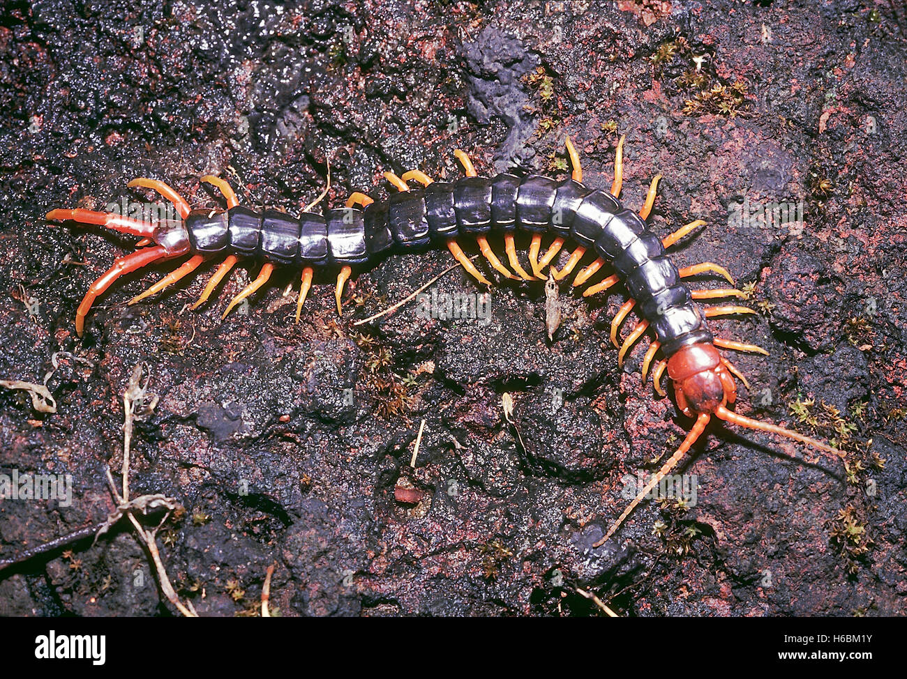 Centipede noir. une grande forêt noire centipede photographié dans la forêt koyna, Inde. Banque D'Images