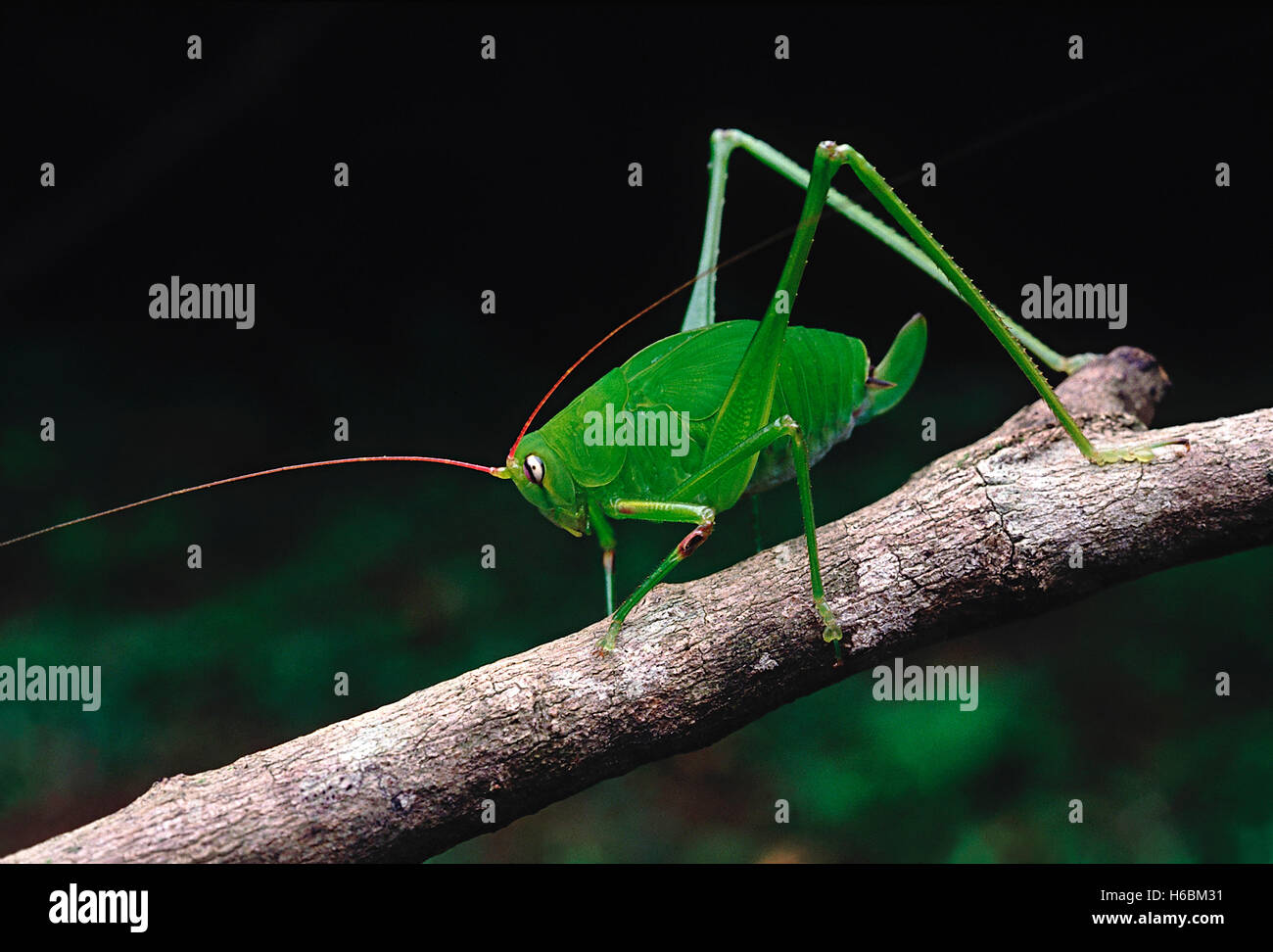 Bush cricket. un cricket avec de très longues antennes et pattes arrière. La couleur de corps est en harmonie avec la verdure de l'avant Banque D'Images