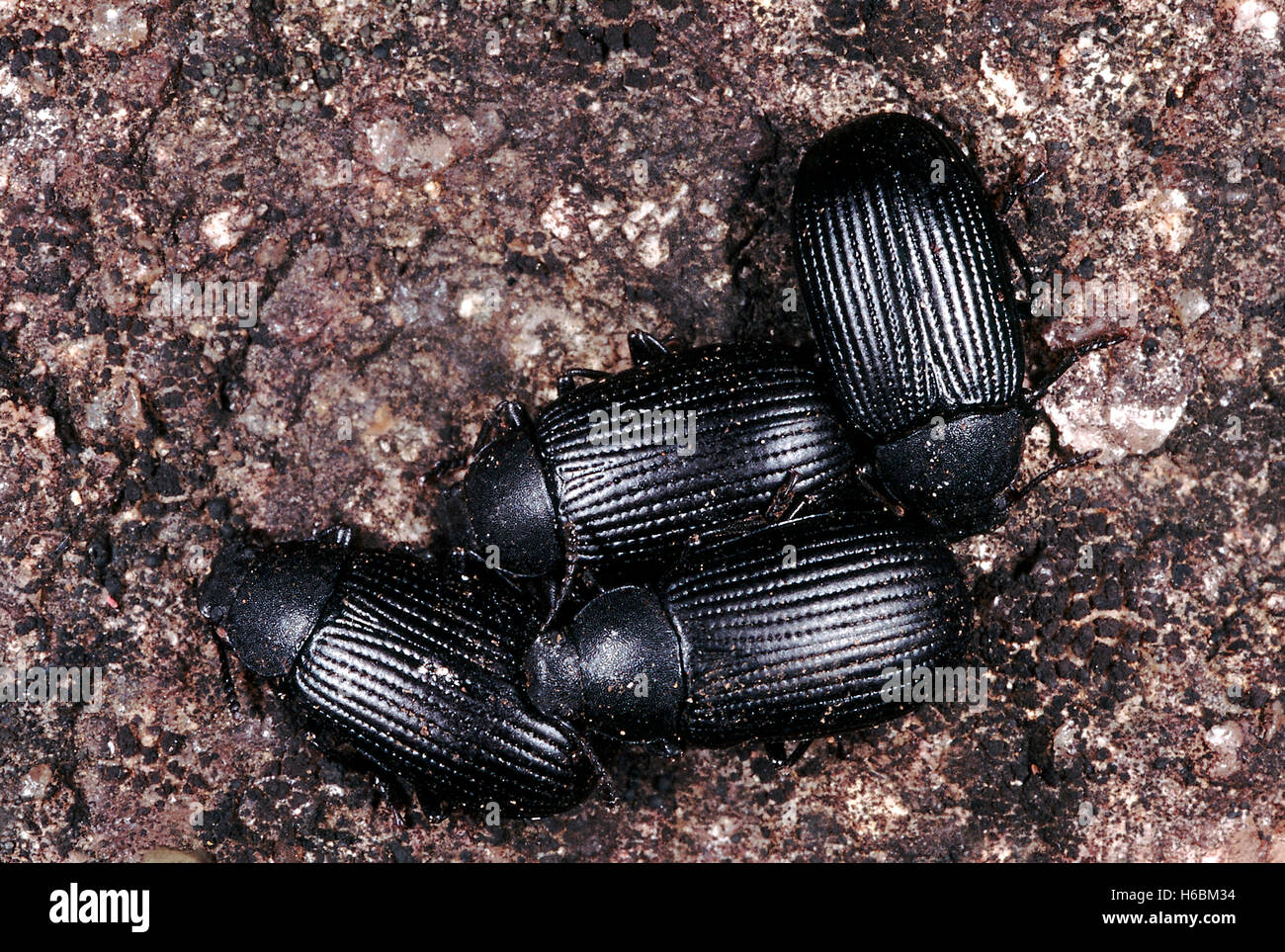 Darkling les coléoptères. Ces petits coléoptères sont habituellement trouvés sous les roches, dans les zones rocheuses dénudées. Banque D'Images