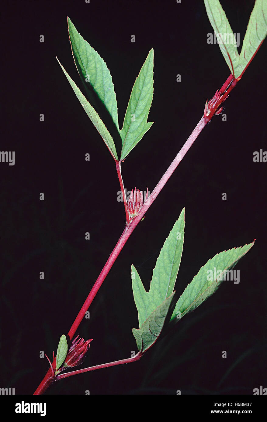 Roselle-feuilles. (Hibiscus sabdariffa) est connu dans l'andhra comme 'gongura' et est transformé en un cornichon. Banque D'Images