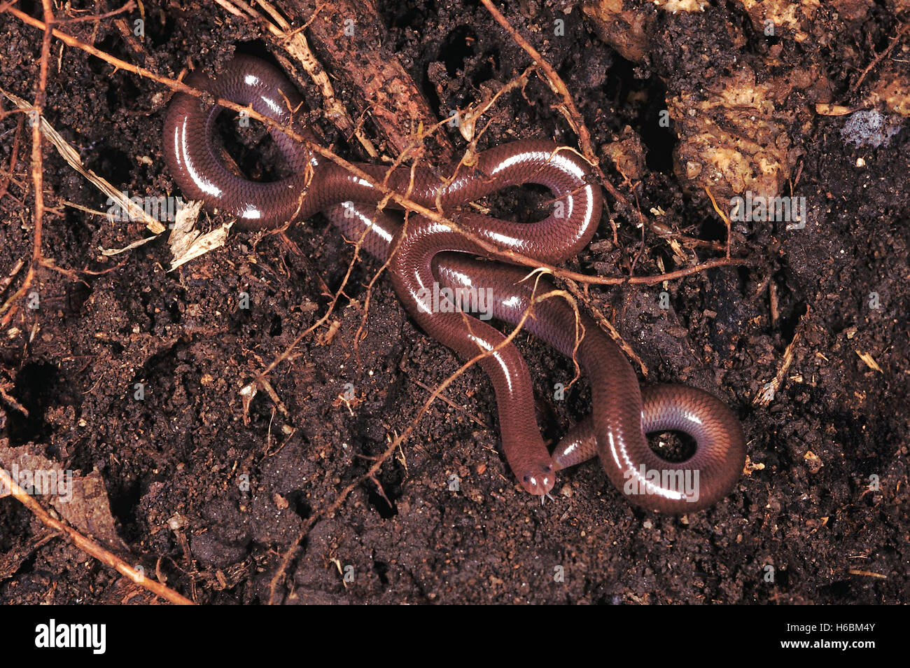 Typhlina sp. serpent aveugle. L'un des plus petits serpents indien. il vit habituellement dans l'humus et est produite lors de l'excavation. Banque D'Images
