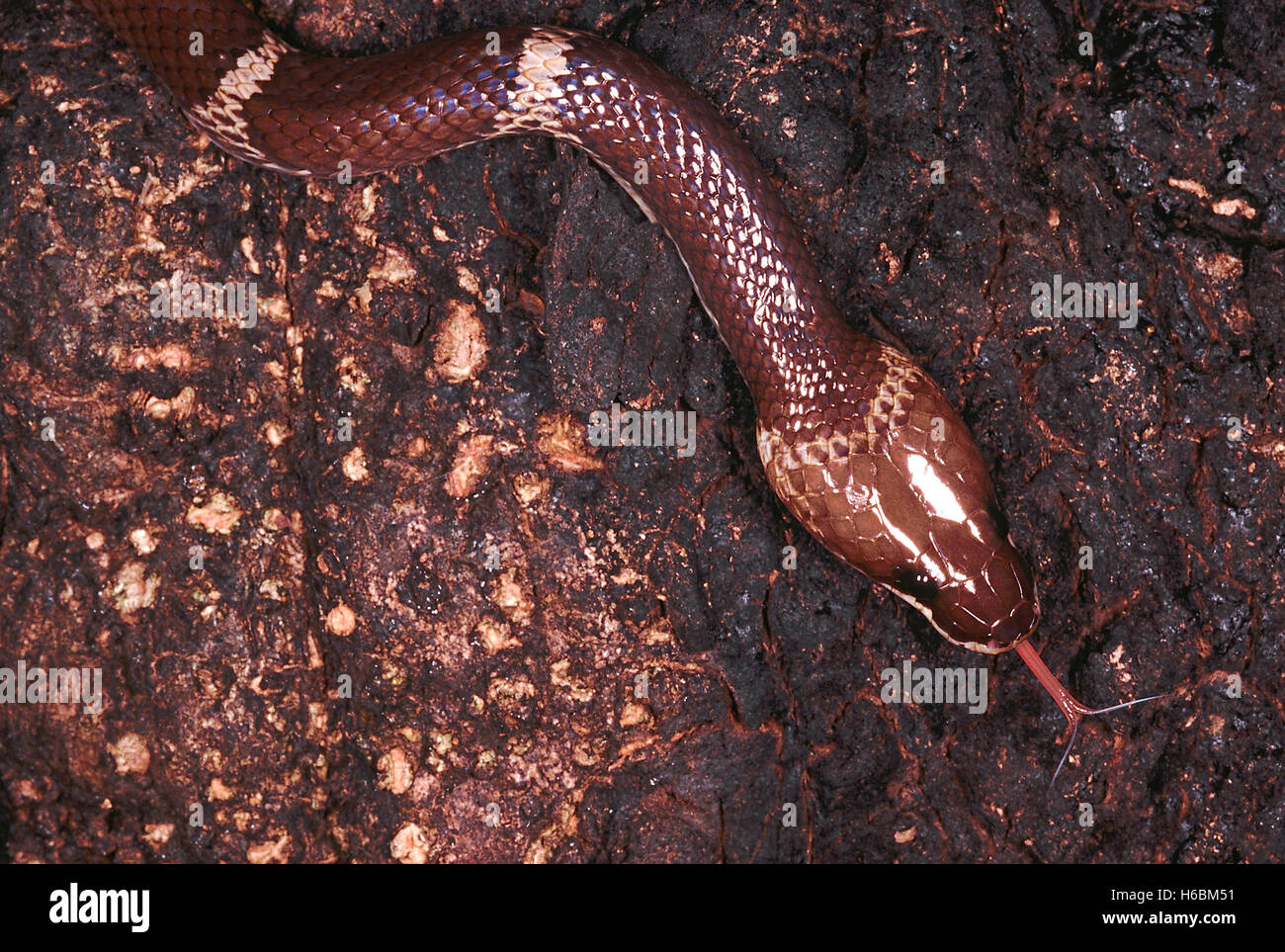 Oligodon Taeniolatus. Russell's ou Kukri panaché serpent. Un serpent qui est plutôt docile et timide. Banque D'Images