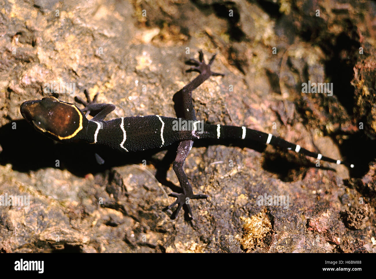 Cyrtodactylus sp. Gecko bagués Deccan. Une des espèces forestières typiques trouvés dans la nuit sur le sol de la forêt Banque D'Images