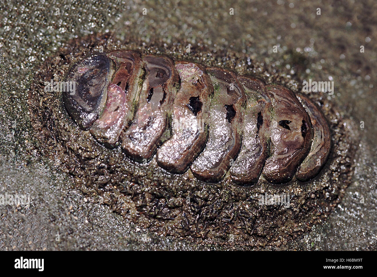 Chiton. c'est un mollusque très primitif avec le shell composé d'un certain nombre de plaques. chitons sont trouvés sur les rivages rocailleux. Banque D'Images