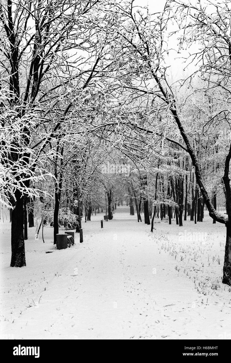 Ruelle dans le parc de la ville avec les arbres et les branches de givre en hiver ; film monochrome numérisée Banque D'Images