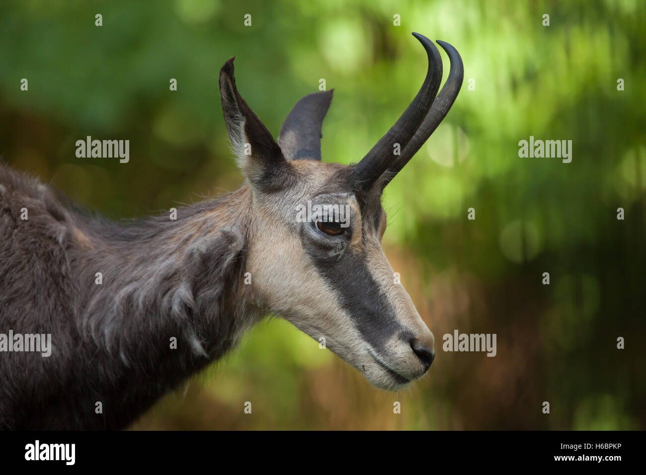 Chamois des Alpes (Rupicapra rupicapra rupicapra). Des animaux de la faune. Banque D'Images