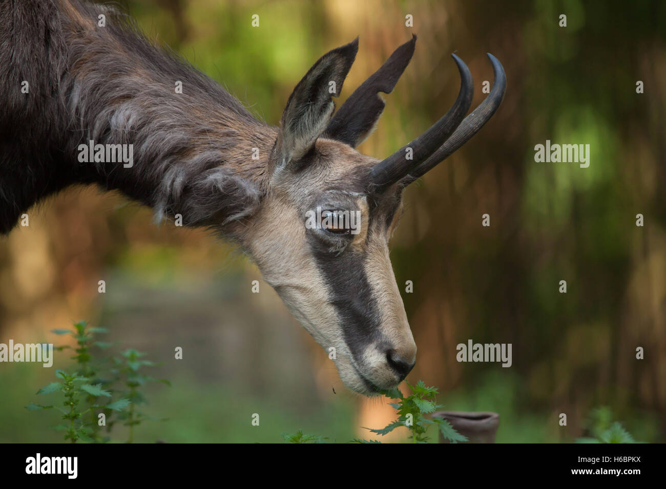 Chamois des Alpes (Rupicapra rupicapra rupicapra). Des animaux de la faune. Banque D'Images