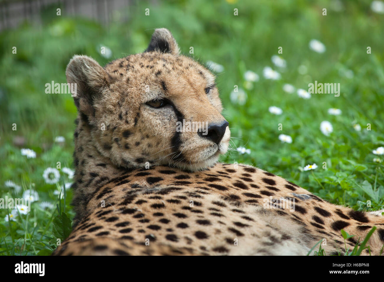 Le Guépard (Acinonyx jubatus). Des animaux de la faune. Banque D'Images