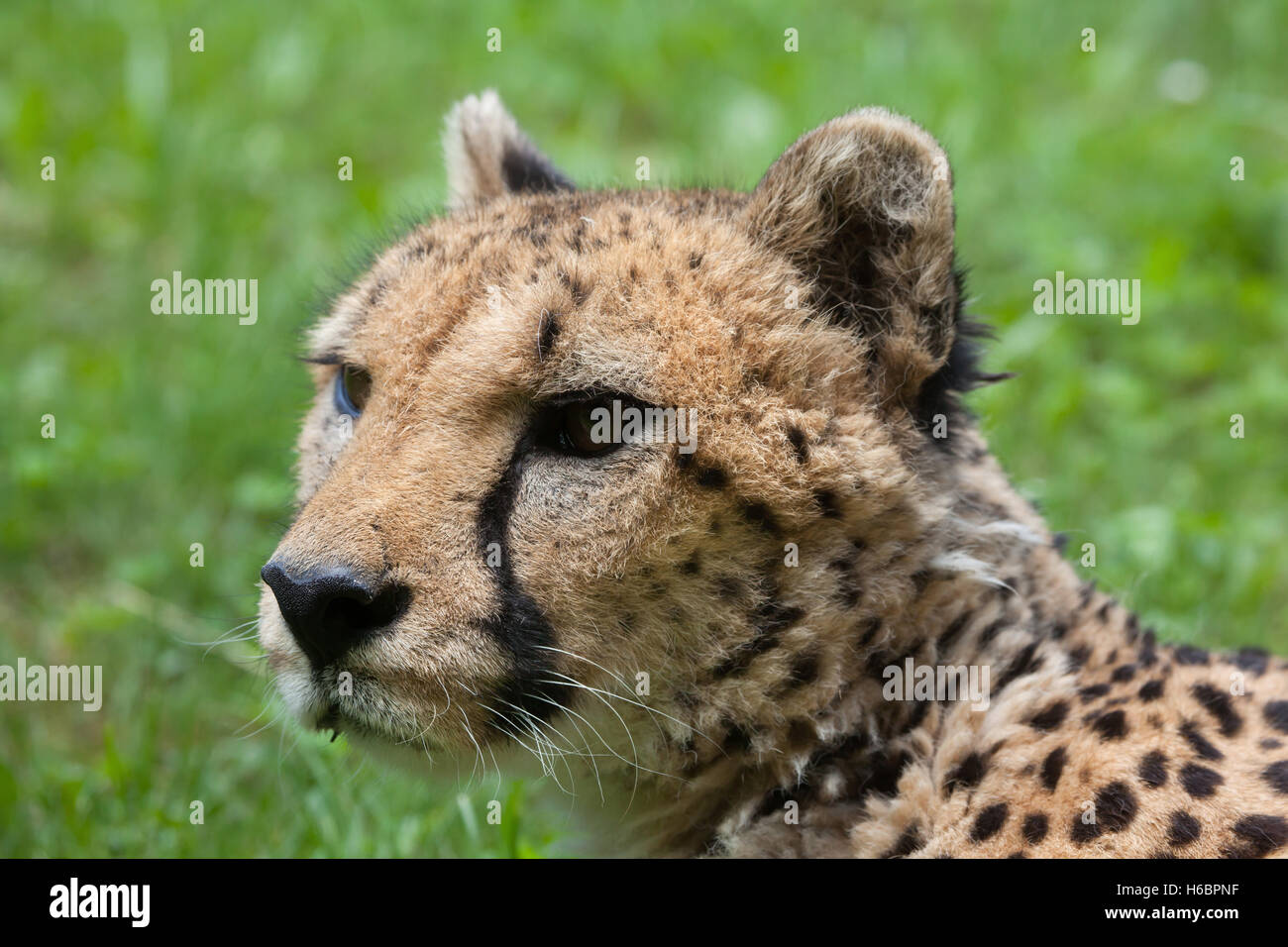 Le Guépard (Acinonyx jubatus). Des animaux de la faune. Banque D'Images