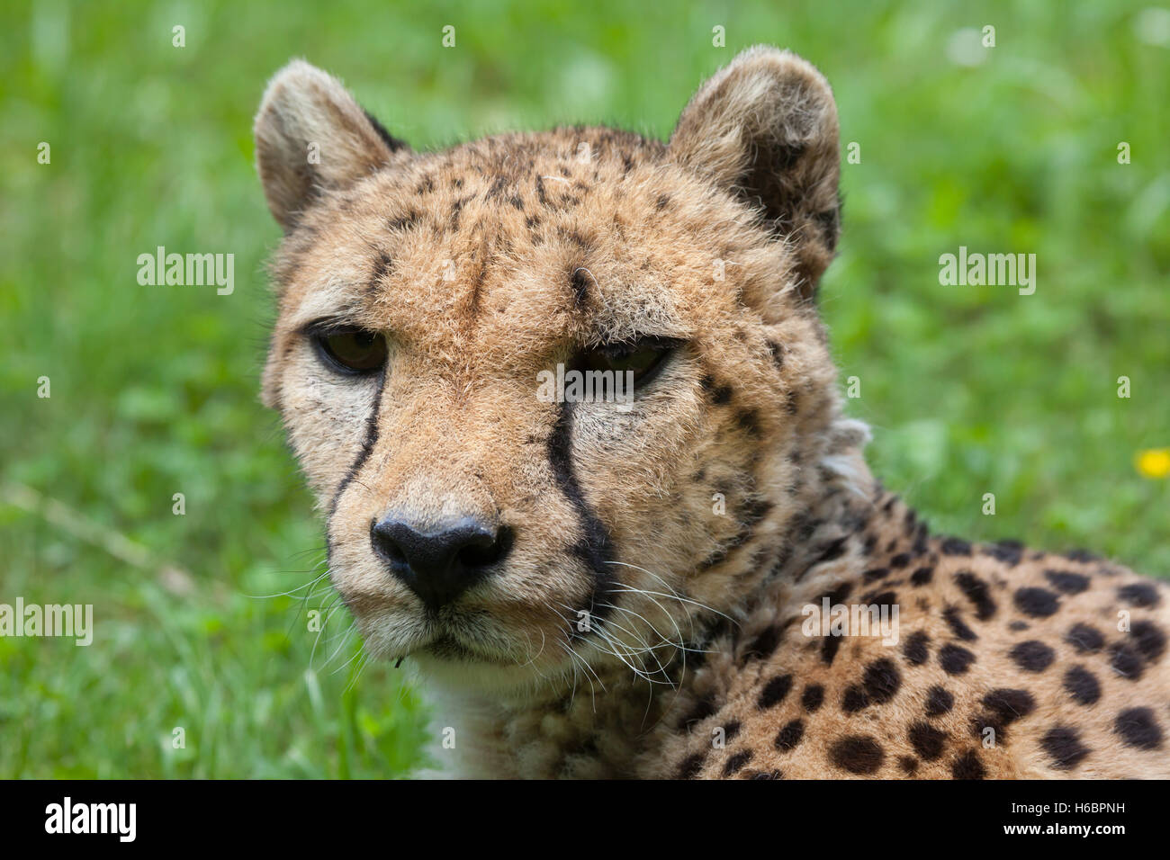 Le Guépard (Acinonyx jubatus). Des animaux de la faune. Banque D'Images