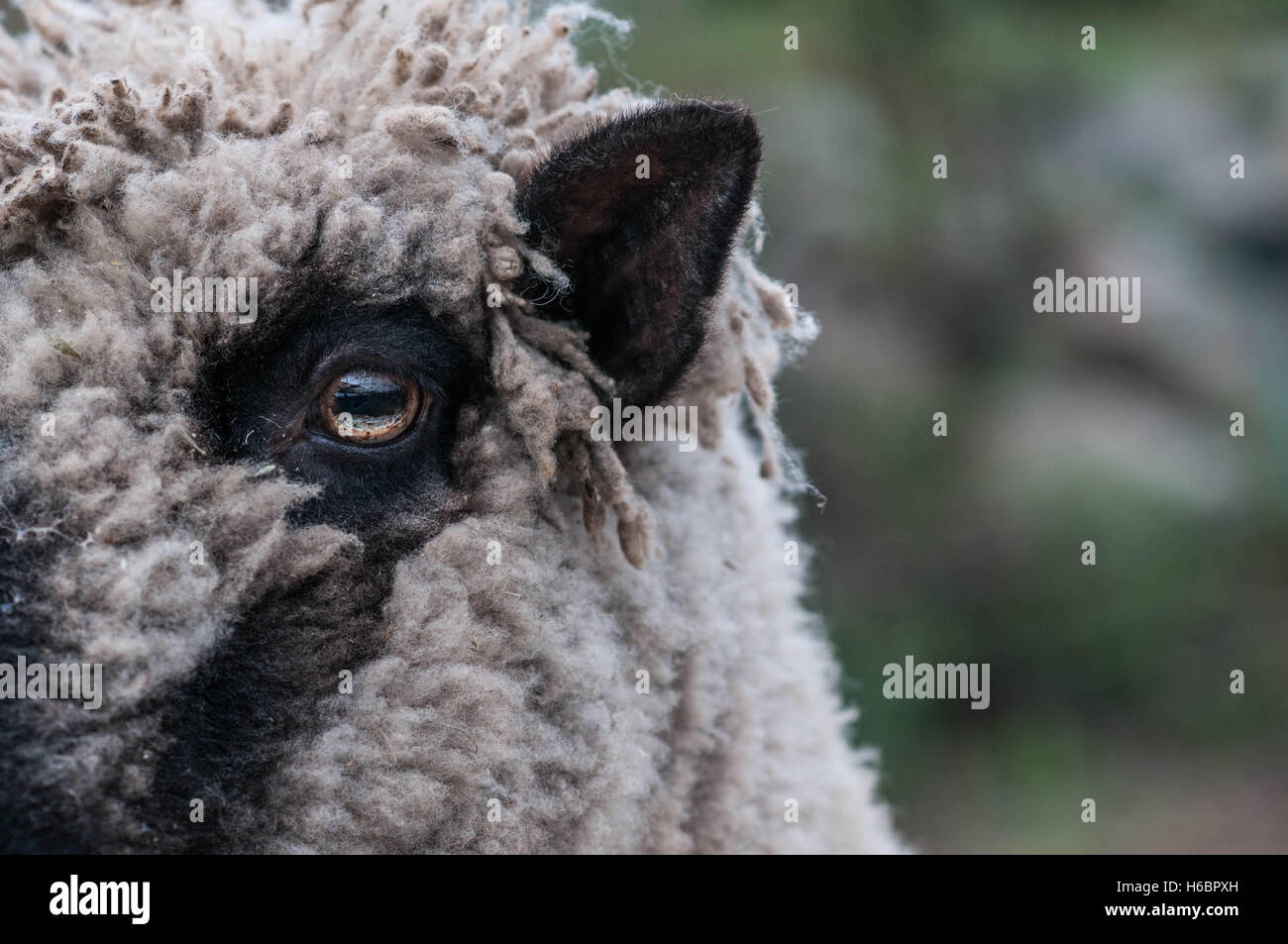 Libre de moutons à face noire à l'oeil à l'afficheur. Banque D'Images
