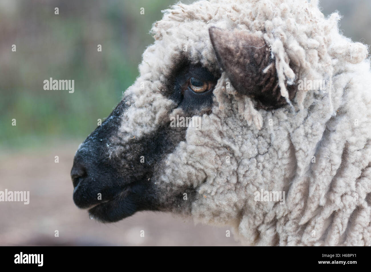Profil d'un blanc laineux mouton avec un visage noir. Banque D'Images